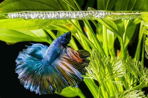 50 Best Betta Fish Tank Mates .